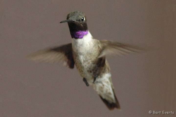 DSC_1287a.jpg - Male Black-Chinned Hummingbird